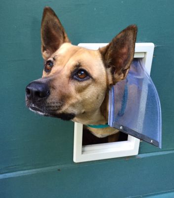 Products For Pet Door Installations in use